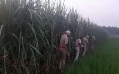 जालंधर के पास खेतों में मिला महिला का शव