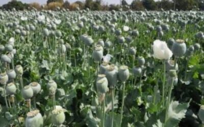 नवजोत सिंह सिद्ध भी आए गांधी के हक में, कहा होनी चाहिए अफीम की खेती