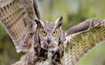 ऊल्लू ढूंढने वालों को मिलेगा 11 हज़ार का ईनाम, बठिंडा के चिड़ियाघर से चोरी हुए है ऊल्लू