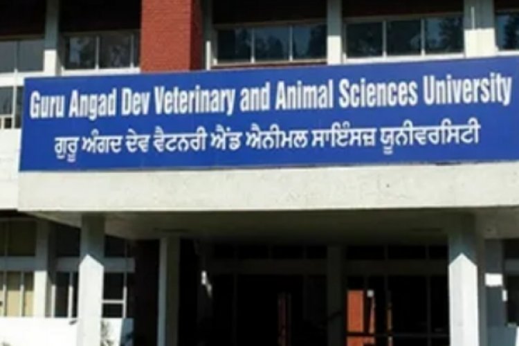 जालंधर में अनोखी Zero FIR , कुत्ते की मौत के बाद डाक्टर सहित पांच लोगों पर मामला दर्ज