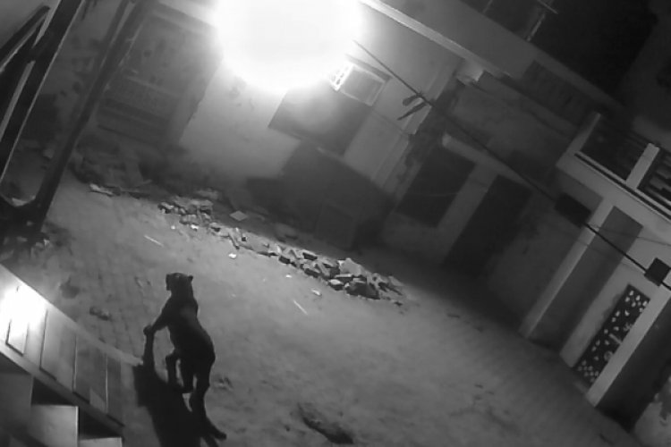 पंजाब के मुकेरियां ईलाके में देखा गया तेंदुआ, कड़ी मश्कत्त के बाद किया गया काबू