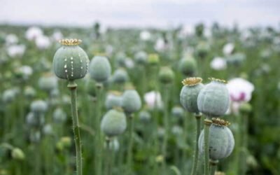 एसएसपी कपूरथला की प्रैस कांप्रैस से पहले पड़े Phagwara पुलिस ने कितना पकड़ा Black माल और कौन है आरोपी