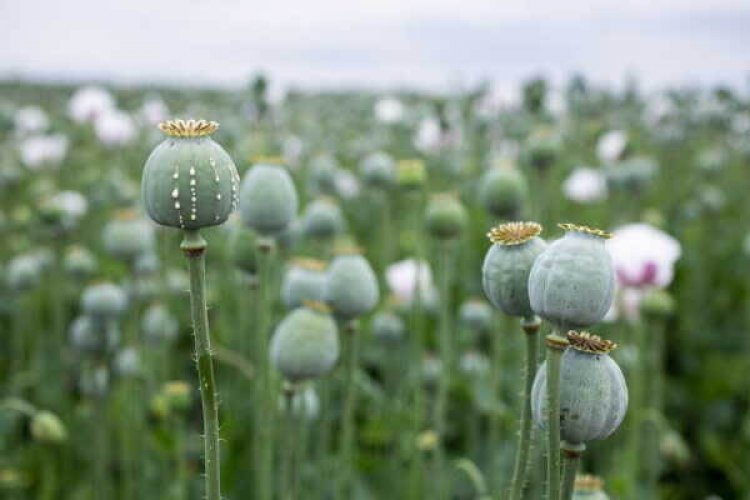 एसएसपी कपूरथला की प्रैस कांप्रैस से पहले पड़े Phagwara पुलिस ने कितना पकड़ा Black माल और कौन है आरोपी