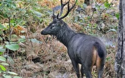 पंजाब रोडवेज डिपो में घुस गया सांभर, मचा हड़कंप