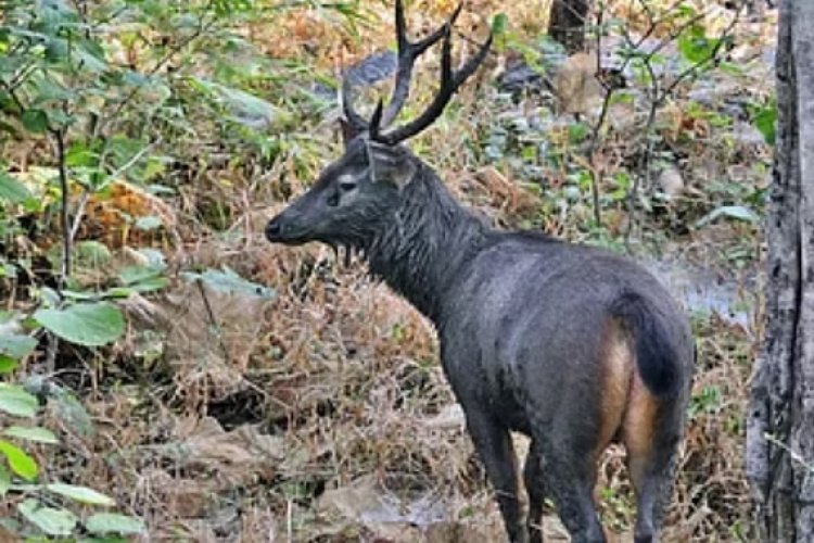 पंजाब रोडवेज डिपो में घुस गया सांभर, मचा हड़कंप