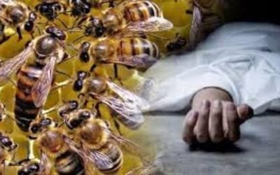 मधुमक्खियों के हमले ने कर दिया यह काम,व्यक्ति की चली गई ज़ान