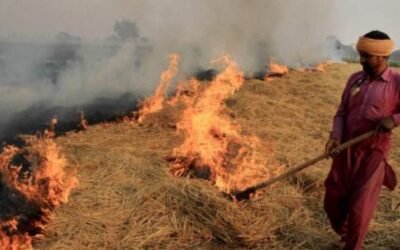 पराली जलाने को लेकर सरकार की मेहनत लाई रंग, इस बार कम मामले आए सामने