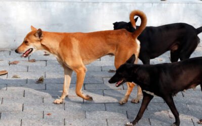 आवारा कुत्तों का आतंक, हंसते खेलते बच्चे के साथ कर दिया यह काम