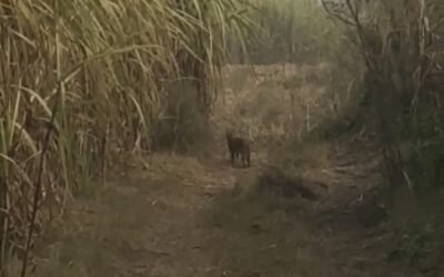 पंजाब के इस ईलाके में बना दहशत का माहौल, घर से निकलने से डरने लगे लोग