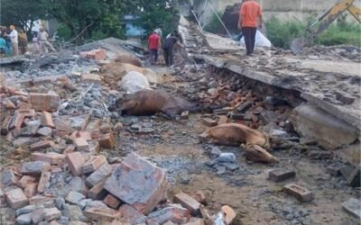 Hoshiarpur में दर्दनाक हादसा, एक साथ 35 गौ वंश की मौ.त