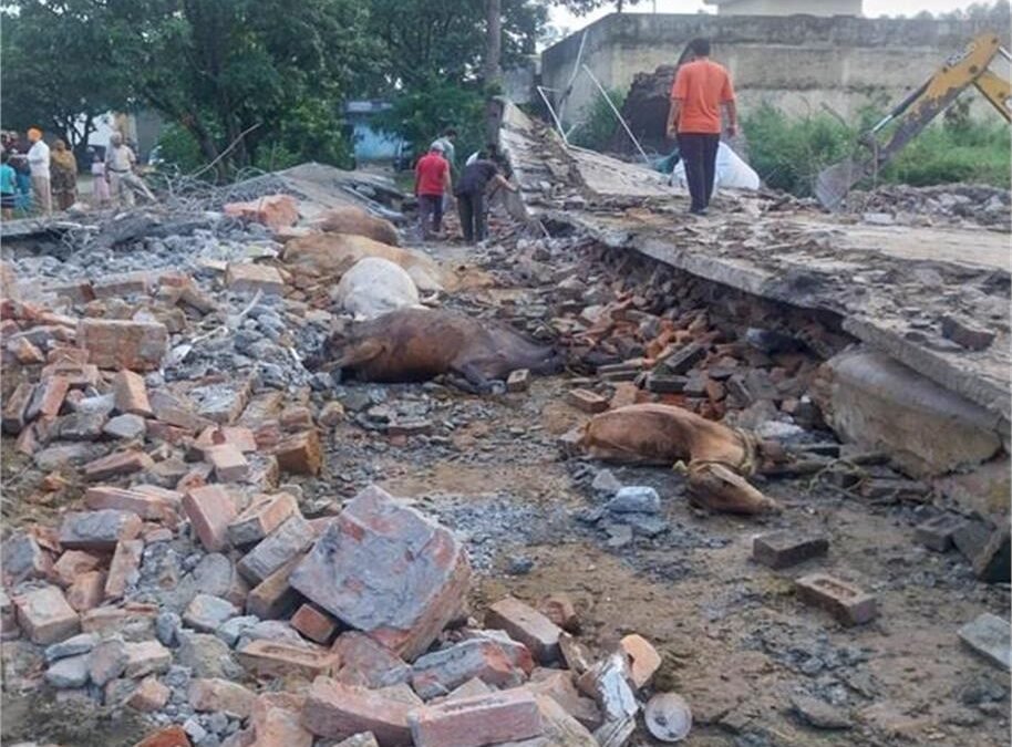 Hoshiarpur में दर्दनाक हादसा, एक साथ 35 गौ वंश की मौ.त
