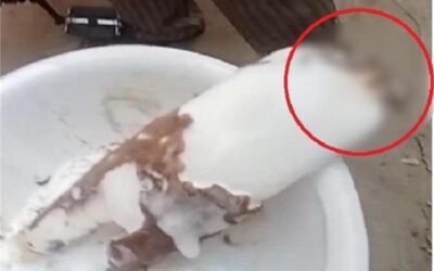 अगर गर्मियों में आपके बच्चे भी ख़ाते है IceCream तो यह ख़बर जरूर पढ़े