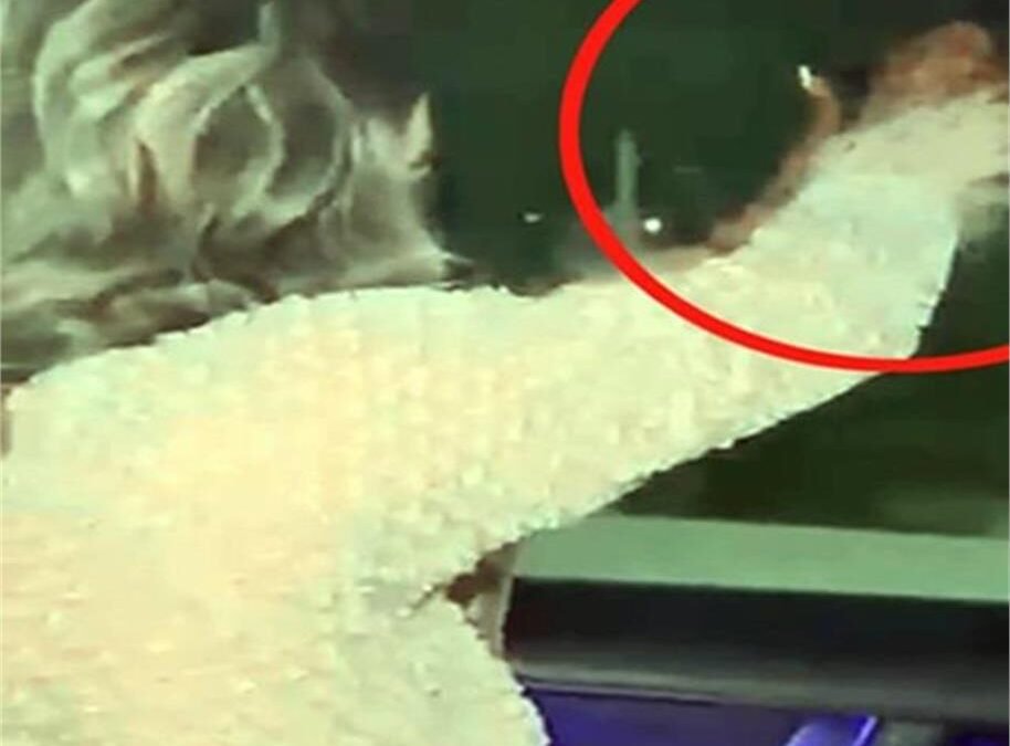 चलती कार में लड़की ने किया हवाई फायर, Ludhiana की वायरल वीडियो से हड़कंप