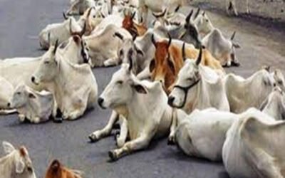 पंजाब में नहीं रूक रही गौ मांस की तस्करी, फगवाड़ा के बाद इस शहर में मिला गौ मांस