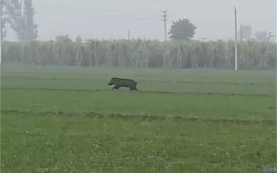 जालंधर में जंगली सुअर का बेरहमी से शिकार, वायरल वीडियो पर भड़का गुस्सा