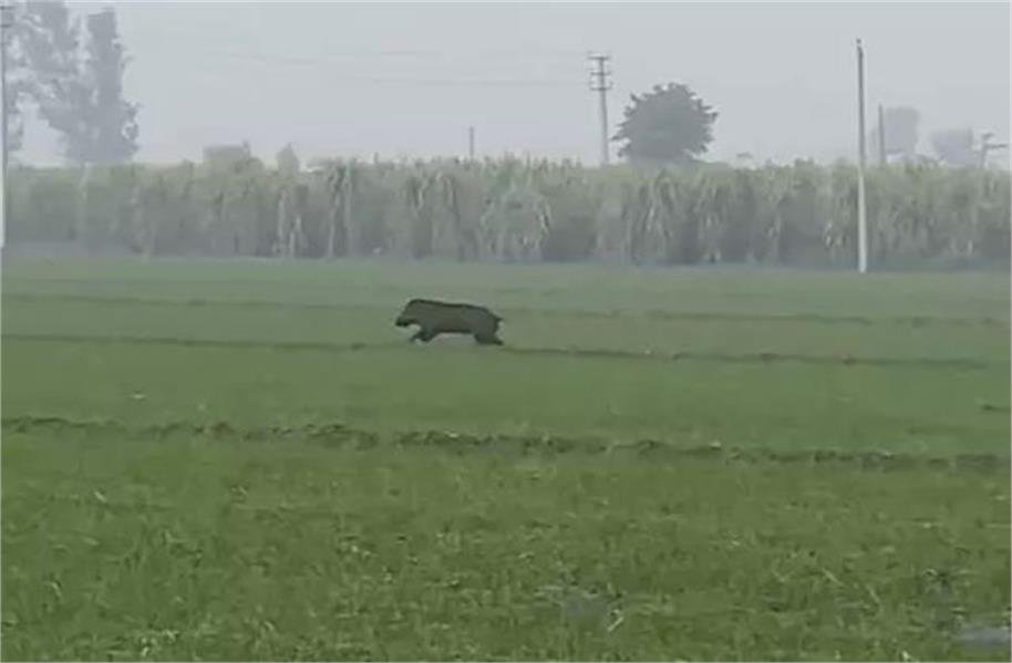 जालंधर में जंगली सुअर का बेरहमी से शिकार, वायरल वीडियो पर भड़का गुस्सा