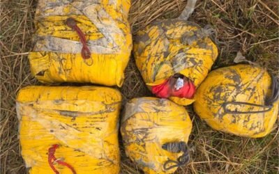 अमृतसर बॉर्डर पर बड़ी कामयाबी, 20 किलो हेरोइन के साथ 4 तस्कर गिरफ्तार