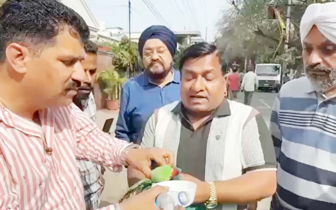 जालंधर: जान जोखिम में डालकर राजीव दुग्गल ने बचाई तोते की जान, इंसानियत की अनोखी मिसाल