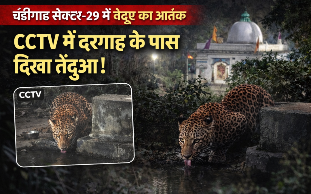 चंडीगढ़ के सेक्टर-29 में तेंदुए की दहशत, CCTV में दिखा दरगाह के पास