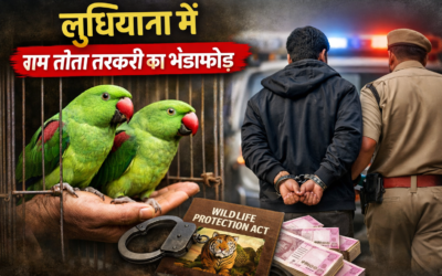 लुधियाना में राम तोतों की तस्करी का भंडाफोड़, युवक गिरफ्तार, 2 पक्षी छुड़ाए