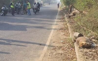 गोराया हाईवे पर सनसनी: राधा स्वामी सत्संग घर के पास मिला तेंदुआ, वाहन की टक्कर से मौत