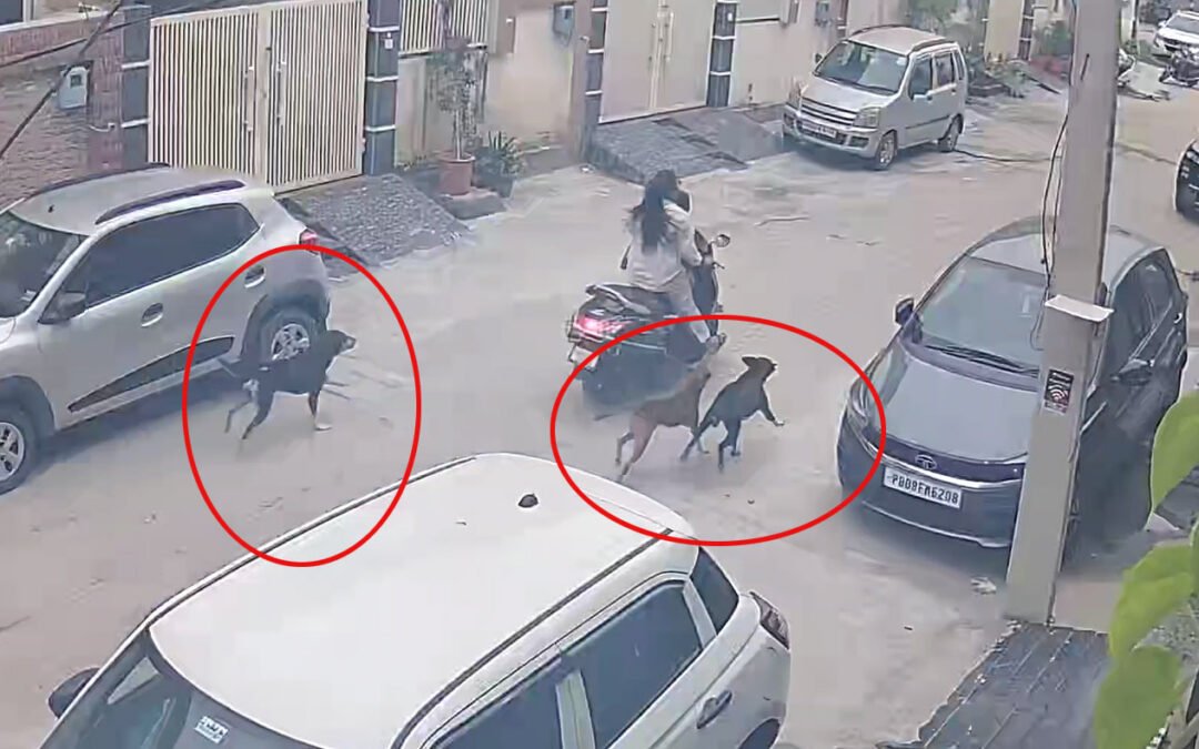 जालंधर में आवारा कुत्तों का कहर! स्कूल से लौट रहे मासूम और मां पर हमला, CCTV में कैद हुआ खौफनाक मंजर