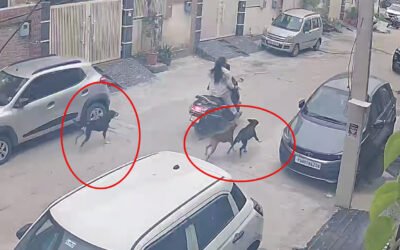 जालंधर में आवारा कुत्तों का कहर! स्कूल से लौट रहे मासूम और मां पर हमला, CCTV में कैद हुआ खौफनाक मंजर