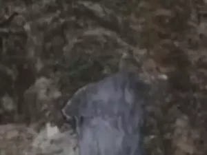 amarnath-yatra-2026-baba-barfani-shivling-size-reduced