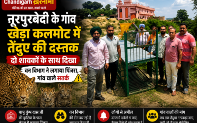 पंजाब के इस इलाके में तेंदुए की दस्तक से दहशत, दो शावकों के साथ आबादी तक पहुंचा